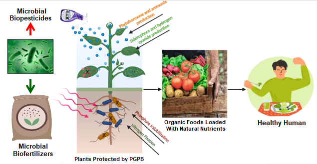 Graphical Abstract